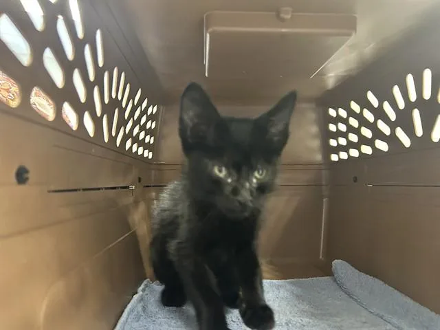 A baby small-sized male Domestic Short Hair cat named Pepperoni for adoption in Ocala, FL