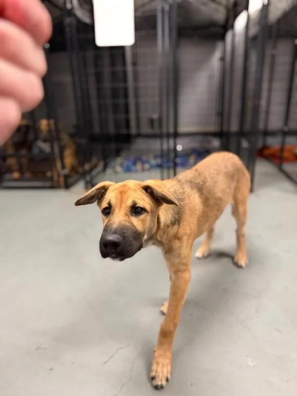 A baby large-sized female Shepherd dog named Cinnamon for adoption in Van Nuys, CA