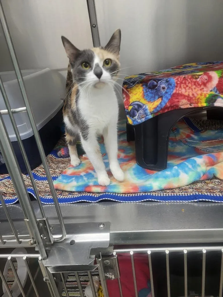 A young medium-sized female Domestic Short Hair cat named Bonnie for adoption in Medford, WI