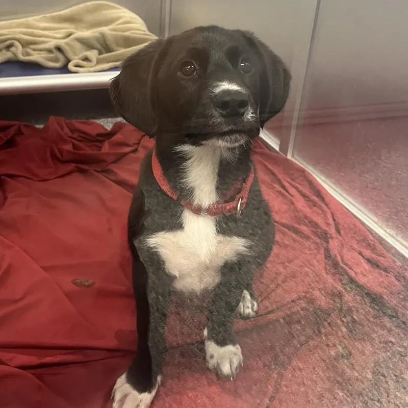 A baby small-sized male Black Mixed Breed dog named Lager for adoption in Mentor, OH