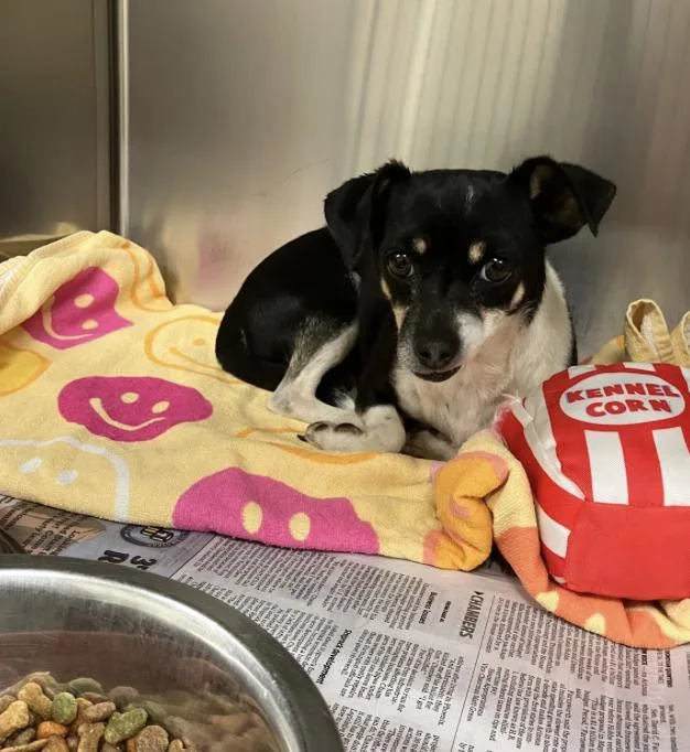 An adult small-sized female Black Chihuahua dog named Bonita for adoption in Fort Collins, CO