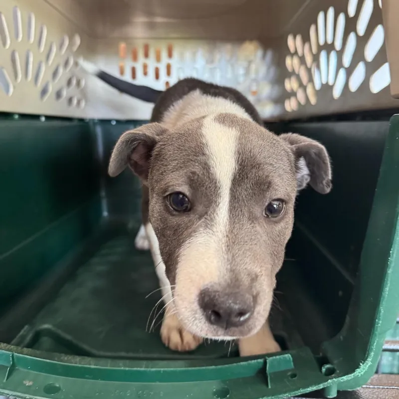 A baby small-sized female Gray / Blue / Silver Pit Bull Terrier dog named Paris for adoption in Birmingham, AL
