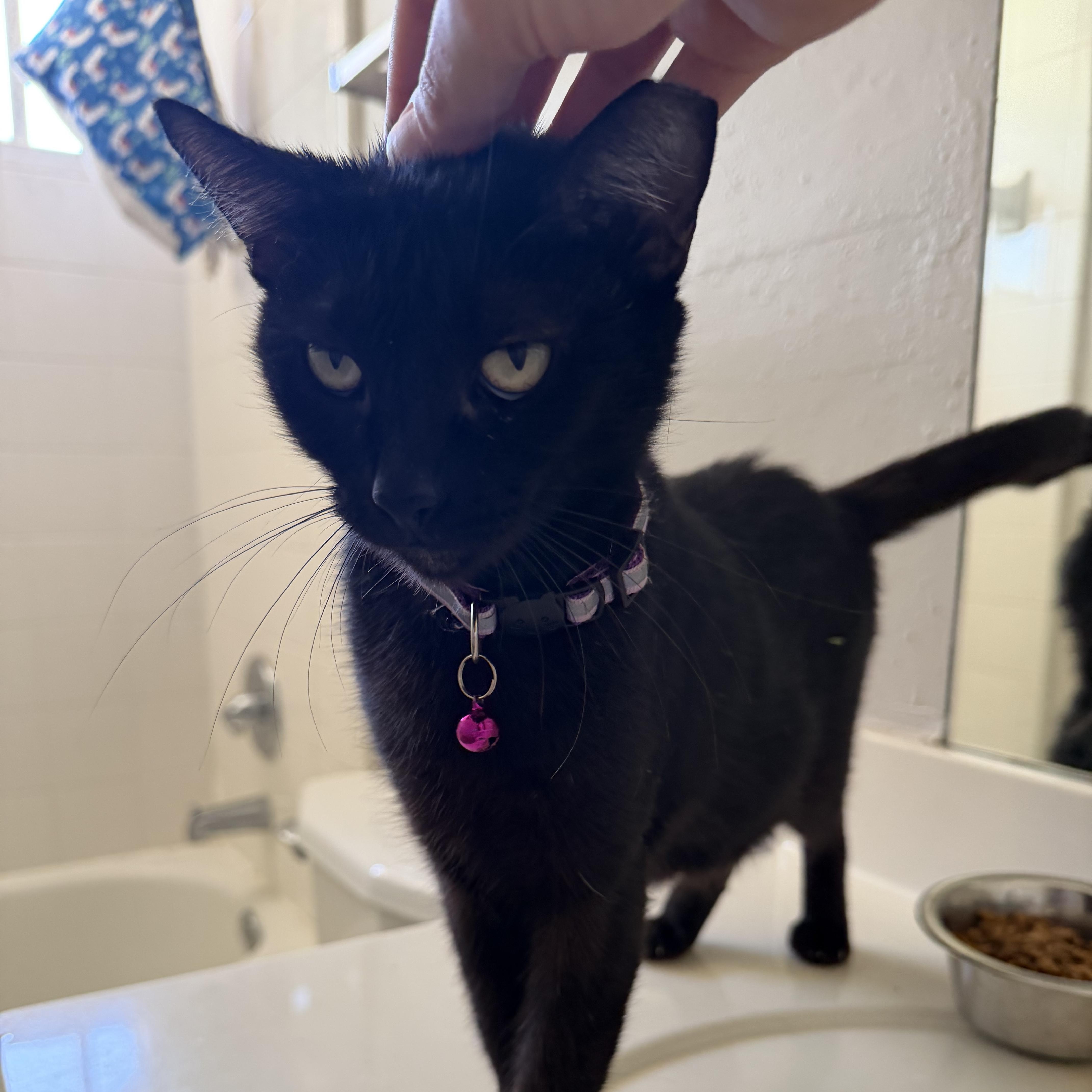 A young medium-sized female Black Domestic Short Hair cat named Midnight for adoption in Liverpool, TX