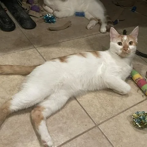 A young medium-sized male Orange / Red Domestic Short Hair cat named Rone for adoption in Canoga Park, CA