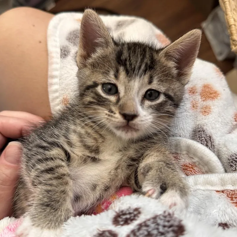 A baby small-sized male Brown / Chocolate Domestic Short Hair cat named Rowan Rainey for adoption in Eagle Mountain, UT