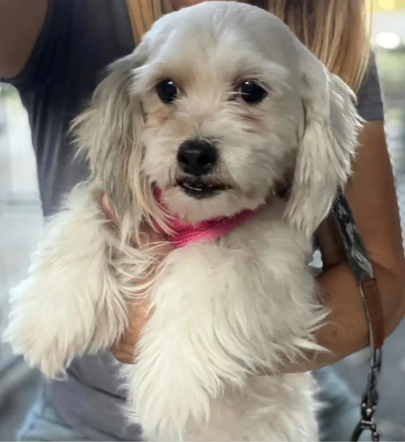 Estrella