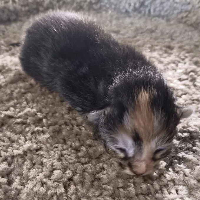 A baby small-sized female Orange / Red Domestic Short Hair cat named Reese for adoption in Jefferson city, TN