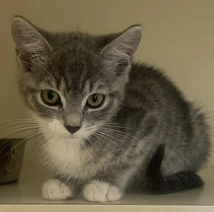 A baby small-sized female Domestic Short Hair cat named Little Lotte for adoption in Chamblee, GA