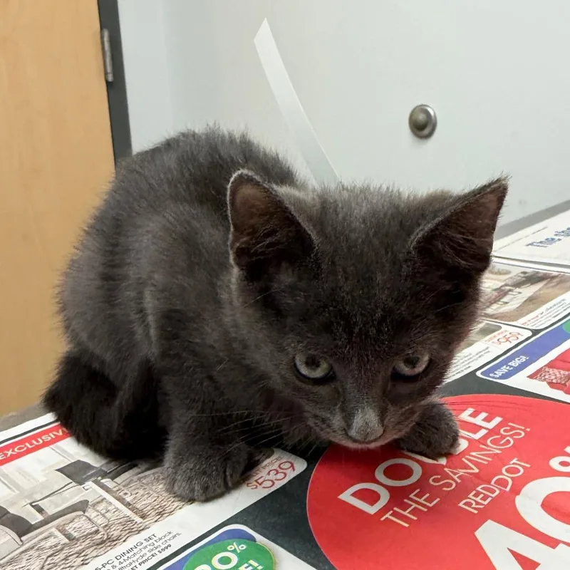 A baby small-sized female Domestic Short Hair cat named Blue Jeans for adoption in Jacksonville, FL