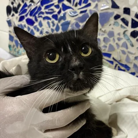 An adult medium-sized male Domestic Short Hair cat named Chaplet for adoption in Pensacola, FL
