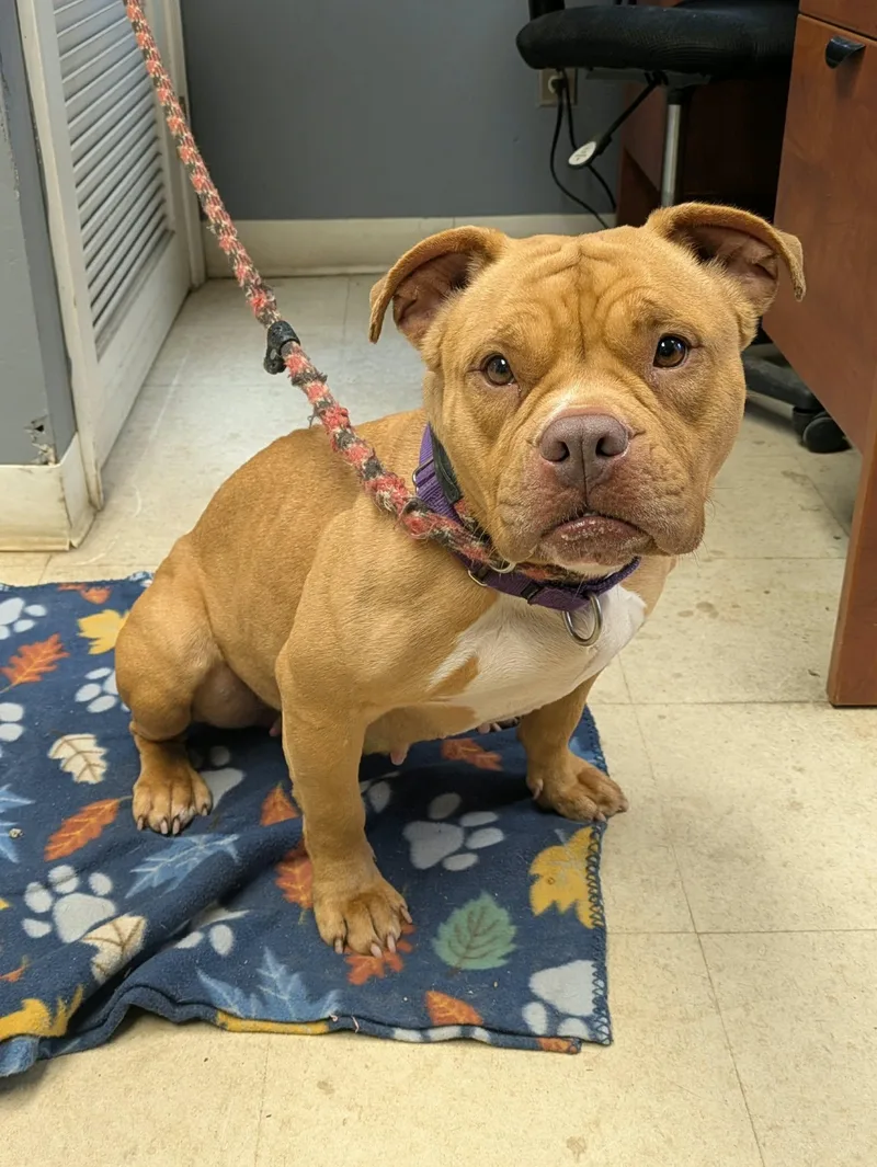 A young medium-sized female American Bully dog named Marigold for adoption in Brockton, MA