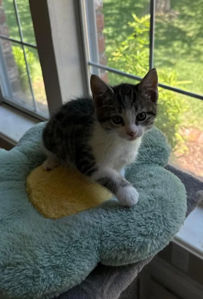 A baby small-sized female Domestic Short Hair cat named Sandy for adoption in Bossier City, LA