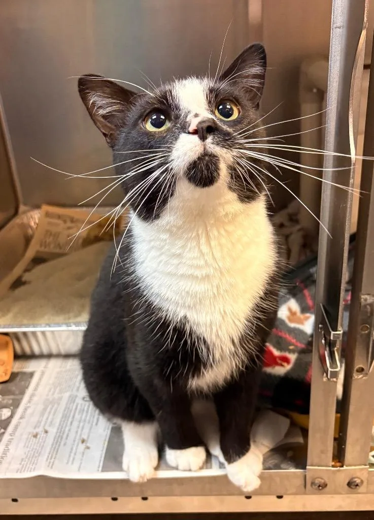 A young medium-sized male Domestic Short Hair cat named Miso for adoption in Detroit, MI