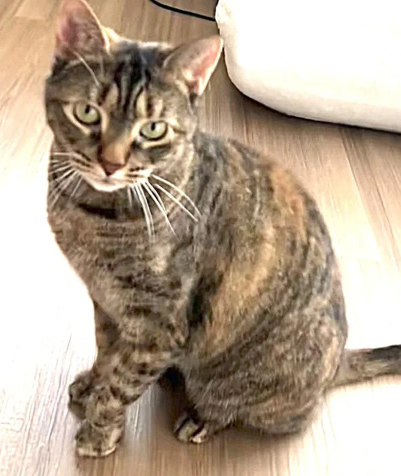 An adult medium-sized female Domestic Short Hair cat named Midori for adoption in Trenton, NJ