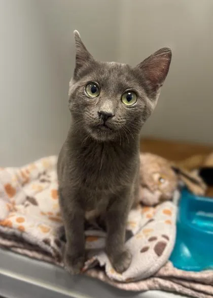 A baby small-sized female Domestic Short Hair cat named Enchantress for adoption in Fresno, CA