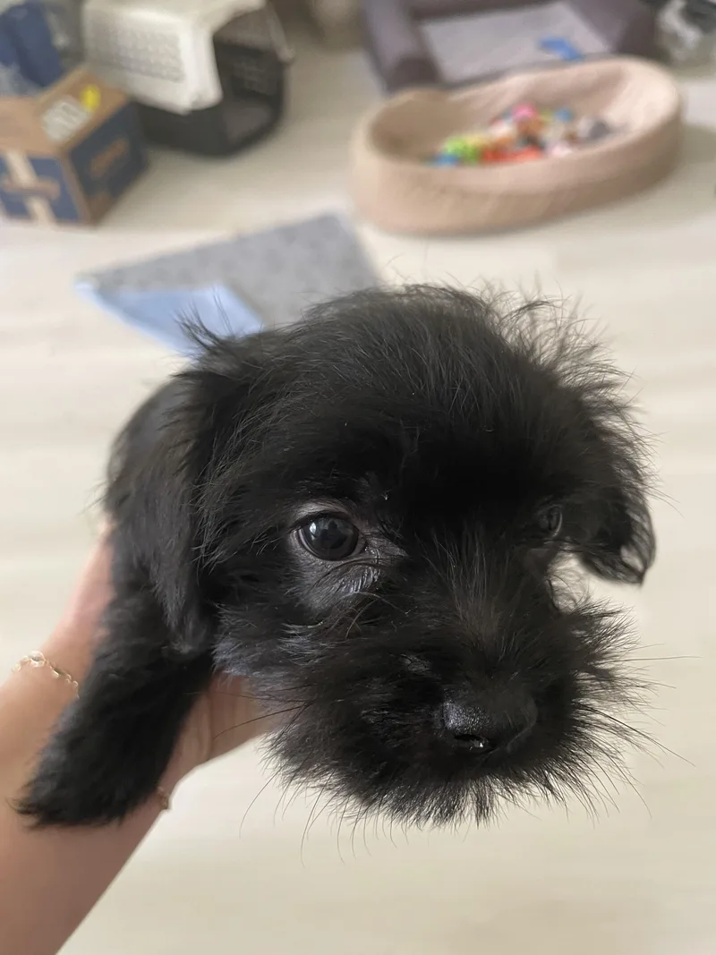 A baby small-sized female Black Wire Fox Terrier dog named Mocha for adoption in Port Saint Lucie, FL