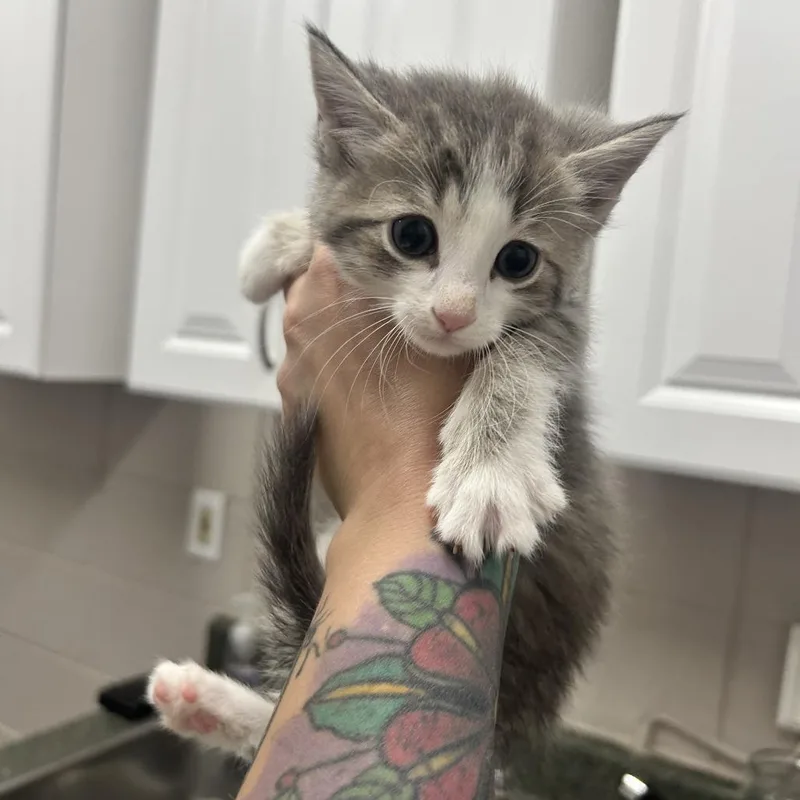 A baby small-sized male Gray / Blue / Silver Domestic Short Hair cat named Sailor for adoption in Huntsville, AL