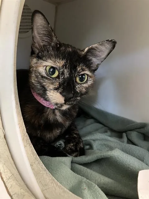 An adult medium-sized female Domestic Short Hair cat named Rosalina for adoption in Long Beach, CA