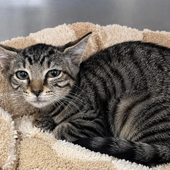 A baby small-sized female Brown / Chocolate Domestic Short Hair cat named Rosalynd for adoption in West Palm Beach, FL
