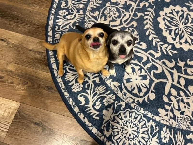 An adult small-sized female Brown / Chocolate Chihuahua dog named Ophelia for adoption in Fort Lupton, CO