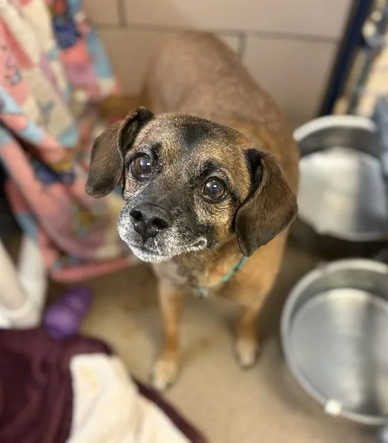 An adult small-sized male Pug dog named Lionel for adoption in Fort Wayne, IN