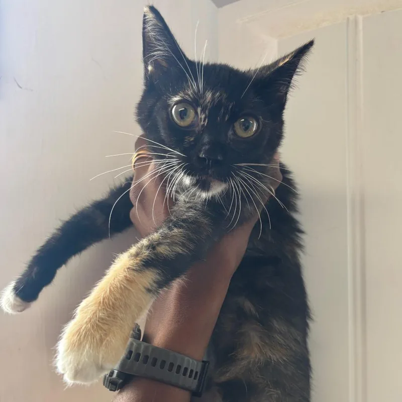 A baby small-sized female Tortoiseshell Domestic Short Hair cat named Tortie for adoption in Wahiawa, HI