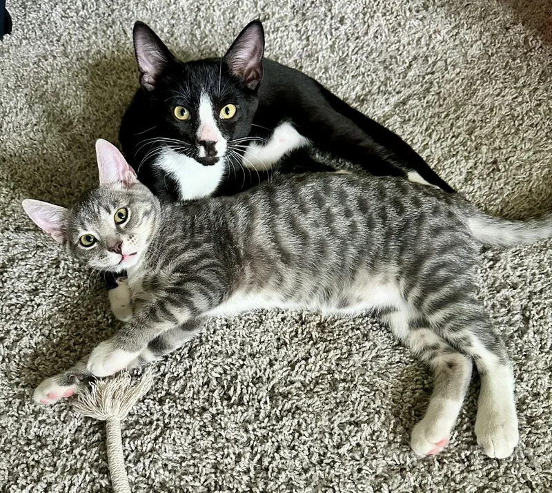 A baby small-sized male Black & White / Tuxedo Domestic Short Hair cat named Pretty & Handsome for adoption in Myrtle Beach, SC