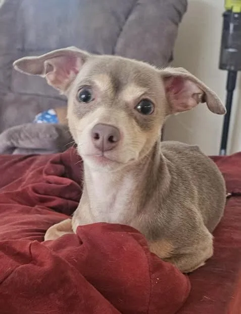 A young small-sized female Chihuahua dog named Beth for adoption in Southlake, TX
