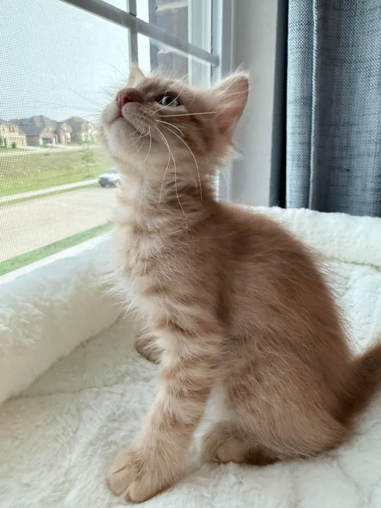 A baby small-sized male Domestic Long Hair cat named Henry for adoption in Lewisville, TX