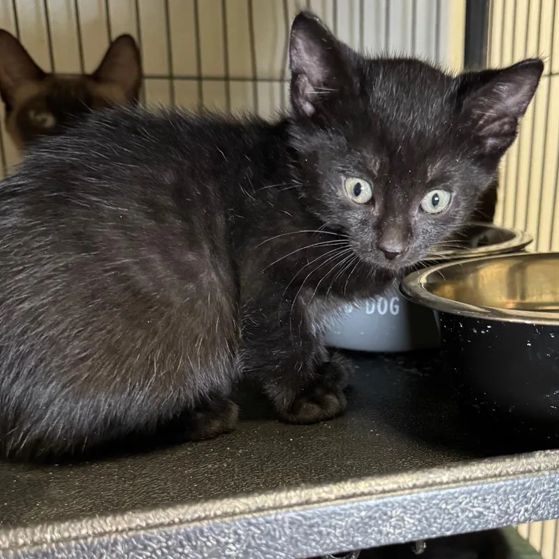 A baby medium-sized male Domestic Short Hair cat named Zeke for adoption in Saginaw, MI