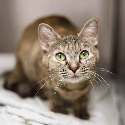 An adult small-sized female Orange / Red Domestic Short Hair cat named Odessa for adoption in Atlanta, GA