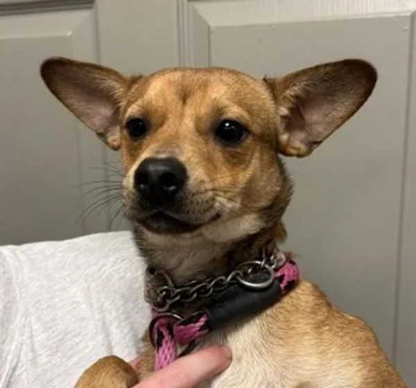 A young small-sized male Chihuahua dog named Zipp for adoption in Littleton, CO