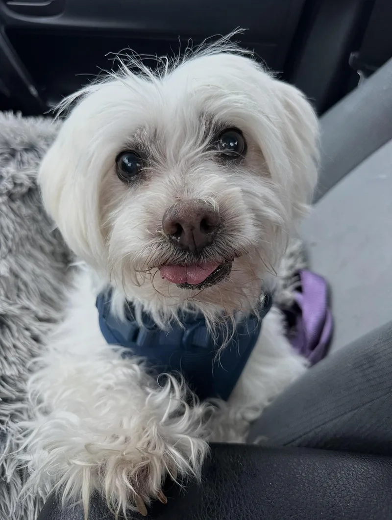 A senior small-sized male Maltese dog named Archie for adoption in Oceanside , CA