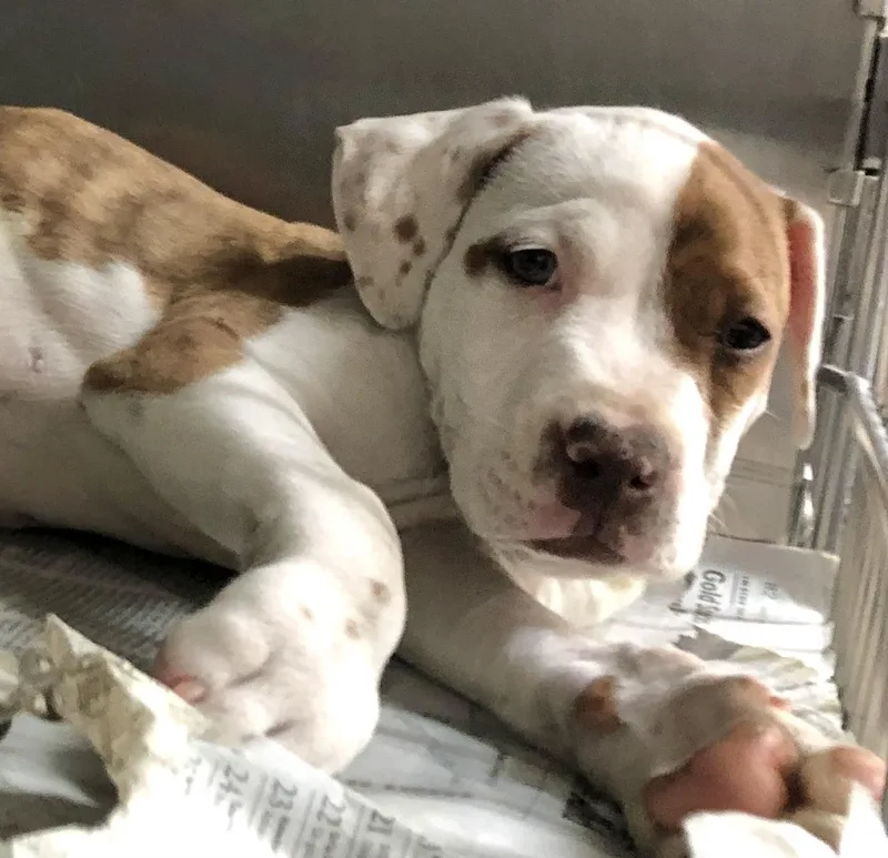 A baby medium-sized male White / Cream Labrador Retriever dog named Ranger for adoption in Parma, OH