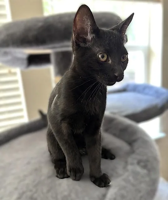 A baby small-sized female Domestic Short Hair cat named Marceline for adoption in Sacramento, CA