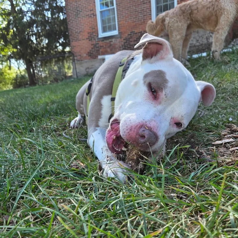 Delilah