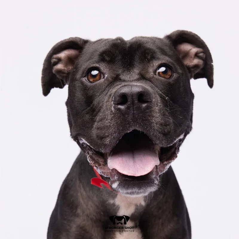 An adult medium-sized female Black Terrier dog named Sadie for adoption in Tampa, FL