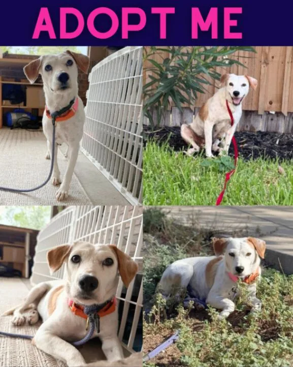A young medium-sized female White / Cream Beagle dog named Evee for adoption in Boulder, CO
