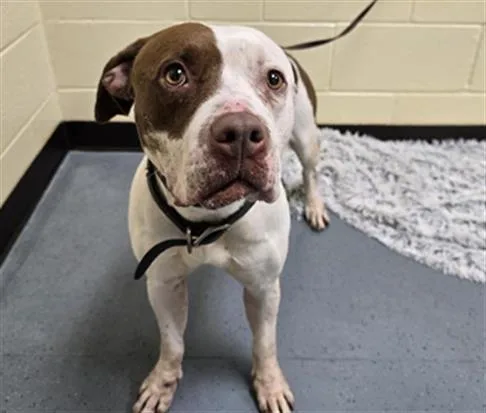 An adult large-sized female Pit Bull Terrier dog named Brown Sugar for adoption in Denver, CO