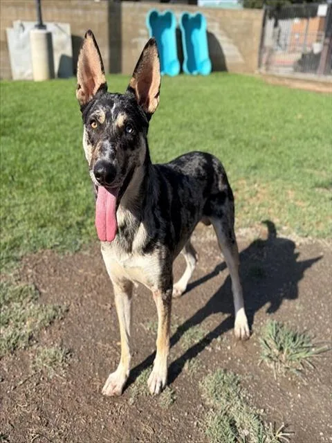 An adult medium-sized male Australian Cattle Dog / Blue Heeler dog named Fella for adoption in Riverside, CA