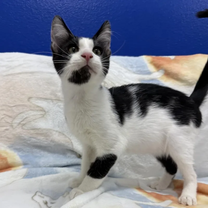 A baby small-sized male Black Domestic Short Hair cat named Ren for adoption in Los Angeles, CA