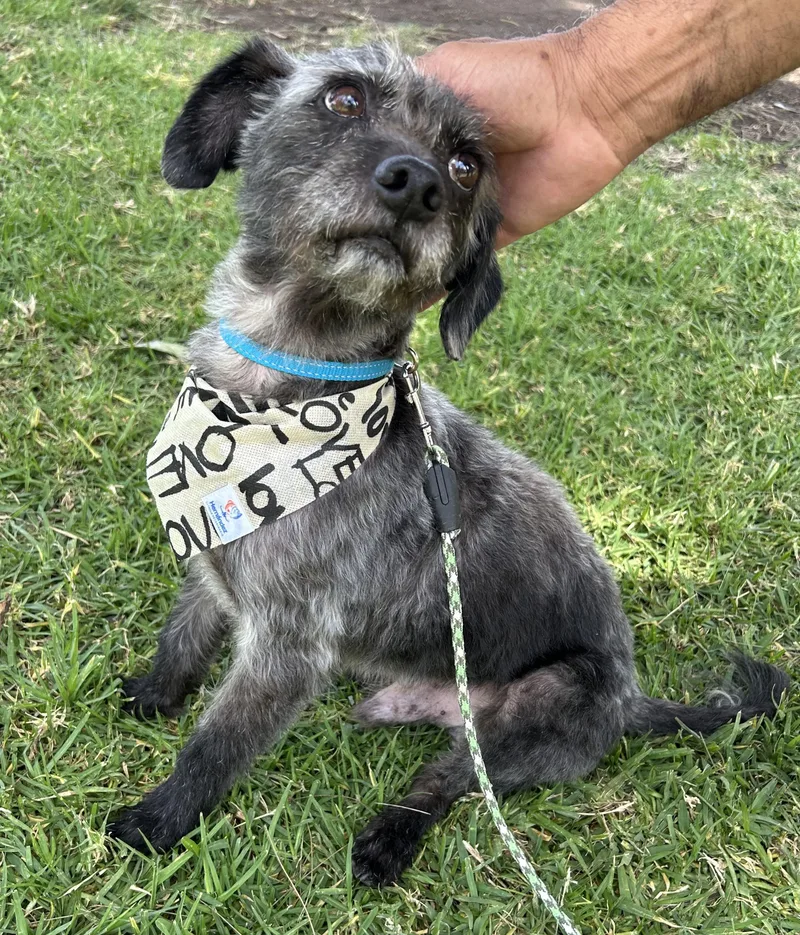 A young small-sized male Gray / Blue / Silver Miniature Schnauzer dog named Jimmy for adoption in Bell Gardens, CA