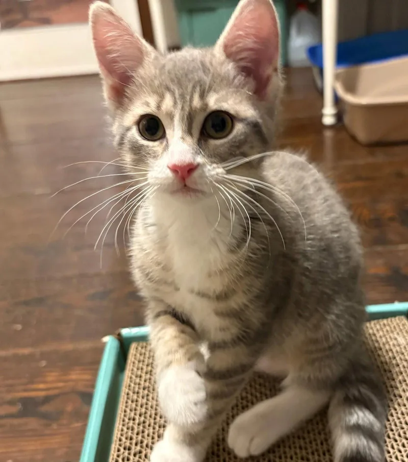 A young medium-sized female Domestic Short Hair cat named Shasta for adoption in Lancaster, PA