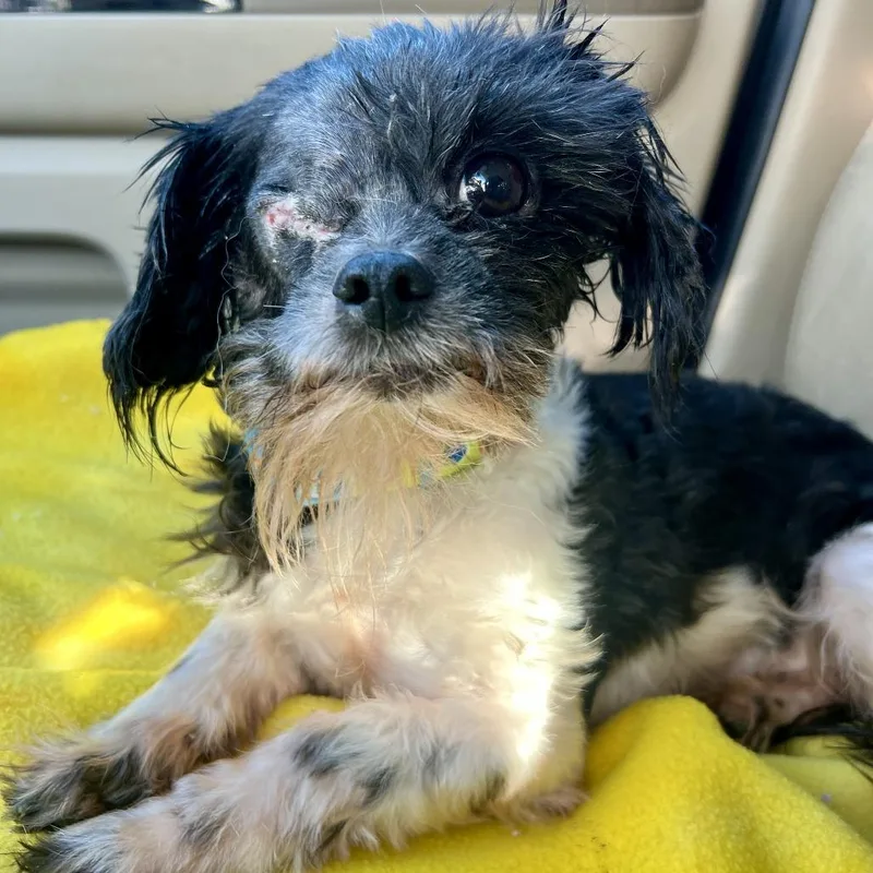 A senior small-sized male Shih Tzu dog named Pappy Van Winkle for adoption in Chicago, IL