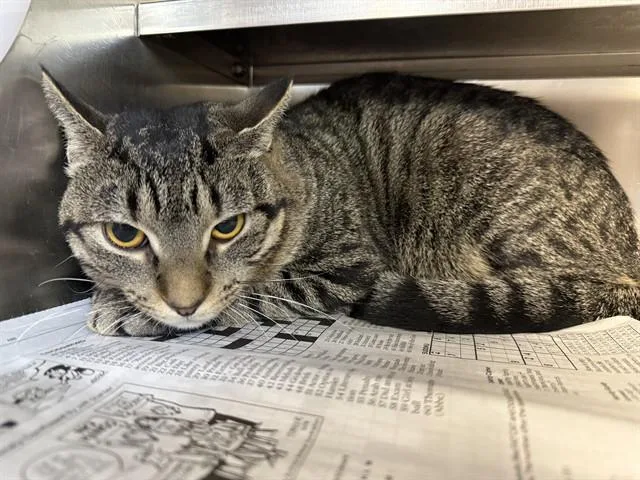 A young medium-sized male Domestic Short Hair cat named Glitter for adoption in Aurora, IL