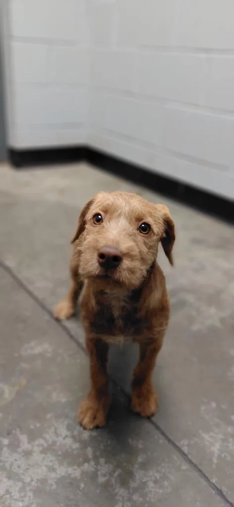 A baby small-sized female Mixed Breed dog named Beth for adoption in Henderson, NC
