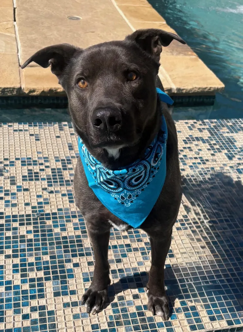 Oso