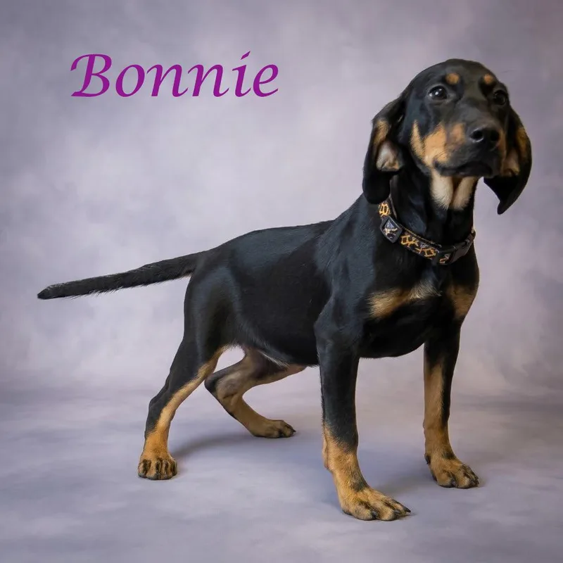 A baby medium-sized female Black Hound dog named Bonnie D for adoption in Lebanon, TN