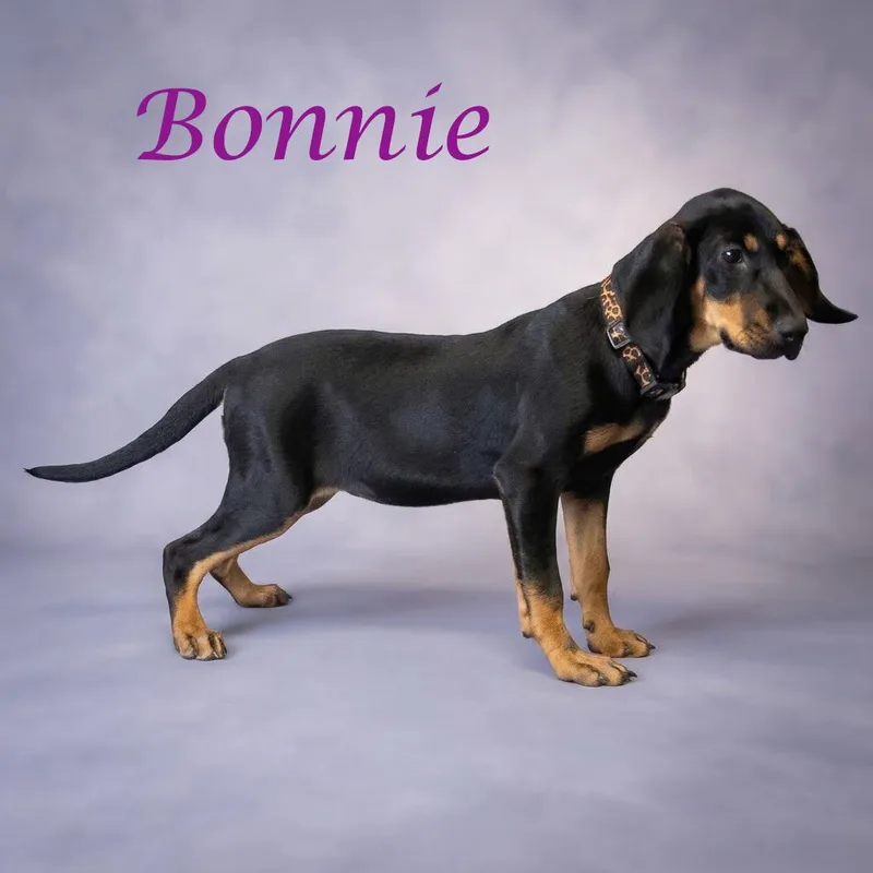 Bonnie D thumbnail 3