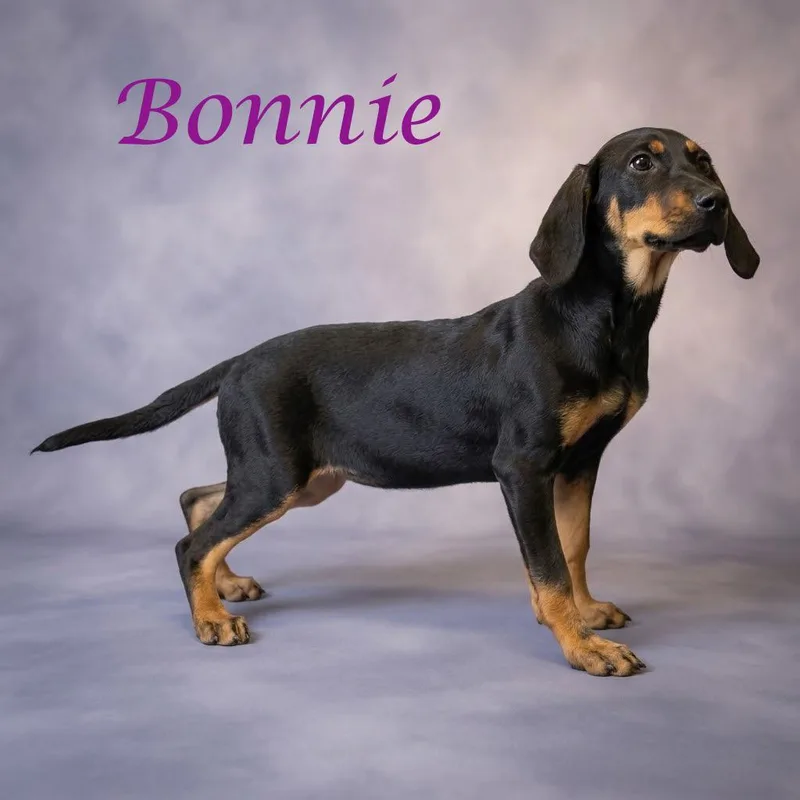 Bonnie D thumbnail 6